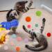 100 Pcs Plush Balls and 2 Color Random Cat Toy Ball Launchercat Ball Gun Cat Ball Launcher Cat Toy Ball Launcher Gun Cat Toy Ball Launcher Cat Toy Launche for Indoor Pet Cat Exercise Training Chasing - Buy Online on GoSupps.com