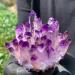 Natural Crystal Rough New Find Purpl Phantom Quartz Cluster Specimen400g - Buy Online on GoSupps.com