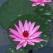 Molain Artificial Lotus Leaves - 8 Realistic Foam Lily Pads for Home Garden Pond Pool & Aquarium Decoration - Buy Online on GoSupps.com