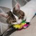 10-Piece Natural Bird Feathers Cat Toy Wand Refills - Replacement Feathers for Interactive Play - Buy Online on GoSupps.com