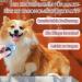 May Huang De Filtering Knife Cat - 4-Piece Multifunctional Pet Hair Removal Comb Set for Undercoat & Feast | Portable Grooming Tools for Cats - Buy Online on GoSupps.com