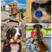 Personalized Double-Sided Dog & Cat Branding Tags - Unique 30mm & 35mm Options | Engraved in Yellow - Perfect for Pet Master - Buy Online on GoSupps.com