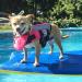 Vivaglory Pink Dog Rescue Vest - Removable Front-Wheel Drive Reflective Caps & Extra Padding for Swimming & Boating (Size S: 43-53cm Chest) - Buy Online on GoSupps.com