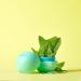 EOS Super Soft Shea Lip Balm 2-Pack: Toasted Marshmallow & Triple Mint - 0.39 oz - Buy Online on GoSupps.com
