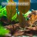 ProFlora Sea Almond Leaves | Organic Catappa Leaves for Aquariums | 12 XS Pieces (8 cm) - Natural Water Enhancer & Nutritional Supplement - Buy Online on GoSupps.com