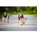 Buy Hand-Free Jogging Leash for Dogs | Elastic Bungee Belt for Running & Hiking | Supports Up to 60kg - Ideal for Two Dogs - Buy Online on GoSupps.com