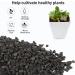 5lb Black Lava Rocks for Succulent Landscaping - Pure Volcanic Rocks for Plant Top-Dressing - 1/5 Inch Size - Buy Online on GoSupps.com