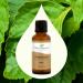 Buy Plant Therapy Patchouli Essential Oil 100% Pure - Therapeutic Grade Aromatherapy 30 mL Worldwide Shipping - Buy Online on GoSupps.com