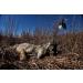 MOJO Outdoors Critter Predator Hunting Decoy - Ideal for Coyote, Bobcat, and Varmint Hunting - Tail, Rabbit, and More - Super Critter - Buy Online on GoSupps.com