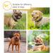 Heele Soft Padded Neoprene Dog Collar - Adjustable Reflective Collar for Small & Medium Dogs | XS Size (20-30 cm) - Perfect for Training - Buy Online on GoSupps.com