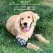 Adjustable Dog Elbow Brace with Soft Breathable Fabric Prevent Licking Extra Thick Cotton Dog Leg Wounds Protector for Pet Elbow Joint (XL) - Buy Online on GoSupps.com