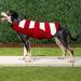 Dog Life Jacket - Pet Summer Swim Safety Vest for Small Medium Large Dogs - High Buoyancy & Handle - S Red - Buy Online on GoSupps.com