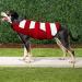 Wallpage Dog Life Saver Vest - Adjustable Wimming Suit for Small Medium & Large Dogs | Red Bathing Suit - Buy Online on GoSupps.com