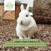 HEULAND Forest Floor Bedding - Natural 10KG for Rabbits Guinea Pigs Chickens & Rodents - Eco-Friendly Pet Care - Buy Online on GoSupps.com