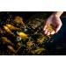 Blue Ridge Platinum Professional Formula 3/16 Floating Pellet Fish Food 4.5lb-Pack of 1-Koi & Goldfish - Buy Online on GoSupps.com