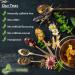 Common Yarrow Tea (20 Tea Bags 40g) - Buy Online on GoSupps.com