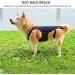 Dog Back Brace IVDD Pet Hip Brace Support with Leash Comfortable Dog Spine Support Vest for Small and Medium Sized Pets with Arthritis Herniated Disc Or Spinal Surgery Recovery (XXL) - Buy Online on GoSupps.com
