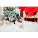 unique style paws Christmas Plaid Dog Collar with Bowtie Durable Adjustable Dog Collars Bow Dog Collar for Small Girl or Boy Dogs S Scottish red - Buy Online on GoSupps.com