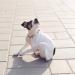 OOMEO Itchy Skin Balm for dogs 100% natural for itchiness irritated skin soothing cream - 30ml - Buy Online on GoSupps.com