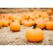 Organic Sprouted Pumpkin Seeds 2 lbs - Non-GMO Raw Kernels, Unsalted, Vegan Kosher, High Protein & Omega Fats - Bulk Keto Snack for Salads, Oats, Yogurt - Buy Online on GoSupps.com