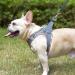 Doramio Small Dog Harness with Leash - Reflective Breathable Anti-Pull Safety Harness for Small Dogs & Cats - Perfect for Step-In Use (Gray Size S) - Buy Online on GoSupps.com