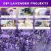 Dried Lavender Bundles - Uieke Natural Flowers for Home Decoration & Fragrance (16 280-300 Stems, 2 Bundles Purple) - Buy Online on GoSupps.com