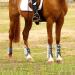 Free Gaiters & String Caps | 4-Set Gaaten Horse Impact Protection Boot for Jumping Riding & Dressage | Neoprene Tendon Wraps - White - Buy Online on GoSupps.com