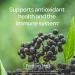 Puritan's Pride Elderberry Gummy with Vitamin C, D & Zinc - Immune System Support (70 ct) - Buy Online on GoSupps.com