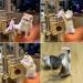 Mauts 23pcs Cat Toys Set for Indoor Cats - Interactive and Fun Kitten Toys Collection - Buy Online on GoSupps.com