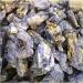 Natural Crystal Rough 1PC 150G-330G Natural Raw Cyanite Quartz Crystal Cluster Blue kyanite Rough Stone for Decoration Stone Mineral Specimen 1pc 215g-235g - Buy Online on GoSupps.com