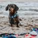 Max & Molly H-Harness - Frenzy The Shark | XS - International Shipping Available - Buy Online on GoSupps.com