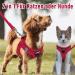 Buy Red Padded Dog Harness for Small Dogs | Comfortable XS Puppy Harness - Shop Now! - Buy Online on GoSupps.com