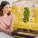 Vegan 9-Piece Bird Toys Set - Wooden Ladder with Landing Site for Budgies Parrots and Cockatoos - Colorful Cage Accessories - Buy Online on GoSupps.com