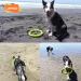 Laroo Dog Frisbee - Durable Water Toy for Medium & Large Dogs | Summer Pet Training Disc 30cm Green - Buy Online on GoSupps.com