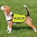 Do Not Pet No Hand Sniffs Dog Jacket Vest Nervous Anxious Dog Slogan Warning Vest (NO HAND SNIFFS Medium) NO HAND SNIFFS M EU - Buy Online on GoSupps.com
