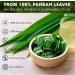 Lavendium Premium 100g (3.52oz) Pandan Leaves 100% Natural & Pure from Dried Pandan Leaves Pandan Leaf Tea No Additives No Caffeine Vegan. CA - Buy Online on GoSupps.com