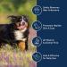International Veterinary Sciences Quick Bath Large Dog Wipes - Skin & Coat Cleaner Conditioner (10 Pack) - Buy Online on GoSupps.com
