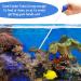 Boao 2-Piece Coral Feeder Set | 13.77 Acrylic Marine Fish Feeding Tool | For Reef, Anemones, Coral, Brine Shrimp | Clear Blue - Buy Online on GoSupps.com