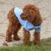Lovelonglong Basic Dog Polo Shirt - Sky Blue - Size L (-18lbs) | Premium Cotton Polo T-Shirt for Small, Medium, Large Dogs - Buy Online on GoSupps.com