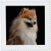3dRose Pomeranian Portrait Quilt Square - 10x10 Inch - Decorative Pet Lover Gift - Buy Online on GoSupps.com