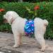Cutebone Male Washable Dog Diapers - 3 Pack Reusable Belly Bands with High-Suction Velcro | Size L (43-53.5cm) - Perfect for Puppies & Senior Dogs - Buy Online on GoSupps.com