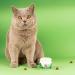 NutriPaw Calming Treats For Cats - Reduce Stress Fear Nervousness Anxiety & Travel Issues - Natural Calming Support as a Tasty Treat - Lasts up to 2 Months - Buy Online on GoSupps.com