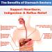 Stomach Restore: Natural Heartburn Relief & Quick Reflux Aid - 120 Servings | Fast Indigestion Relief Supplement - Buy Online on GoSupps.com