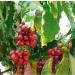 Corsini Caff Compagnia Dell'Arabica India Monsooned Malabar Ground Coffee 250 g - Buy Online on GoSupps.com