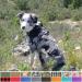 Heele Adjustable No-Pull Dog Harness for Large Dogs - Breathable Reflective with Padded Handle | Black & White 43-86cm - Buy Online on GoSupps.com
