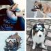 Dog Fashion: Doggles Goggles with UV Protection for Large/Medium Dogs - Buy Online on GoSupps.com