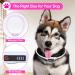 LED Dog Collar - Waterproof Rechargeable Adjustable | Luminaire Band for Small & Medium Dogs & Cats - 3 Lighting Modes Pink - Buy Online on GoSupps.com