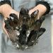 Crystal Rough Natural Crystal Rough Beautiful Natural Black Smoky Quartz Crystal Cluster Home Office Aquarium Decoration (Size : 800-900g) - Buy Online on GoSupps.com