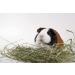 High Desert 2nd Cutting Timothy Grass Hay for Guinea Pigs, Rabbits & Small Pets - 4lb Pack - Buy Online on GoSupps.com