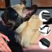 SLDPET Small Breed Dog Goggles | UV Sunglasses for Dogs with Soft Windproof Frame - Buy Online on GoSupps.com